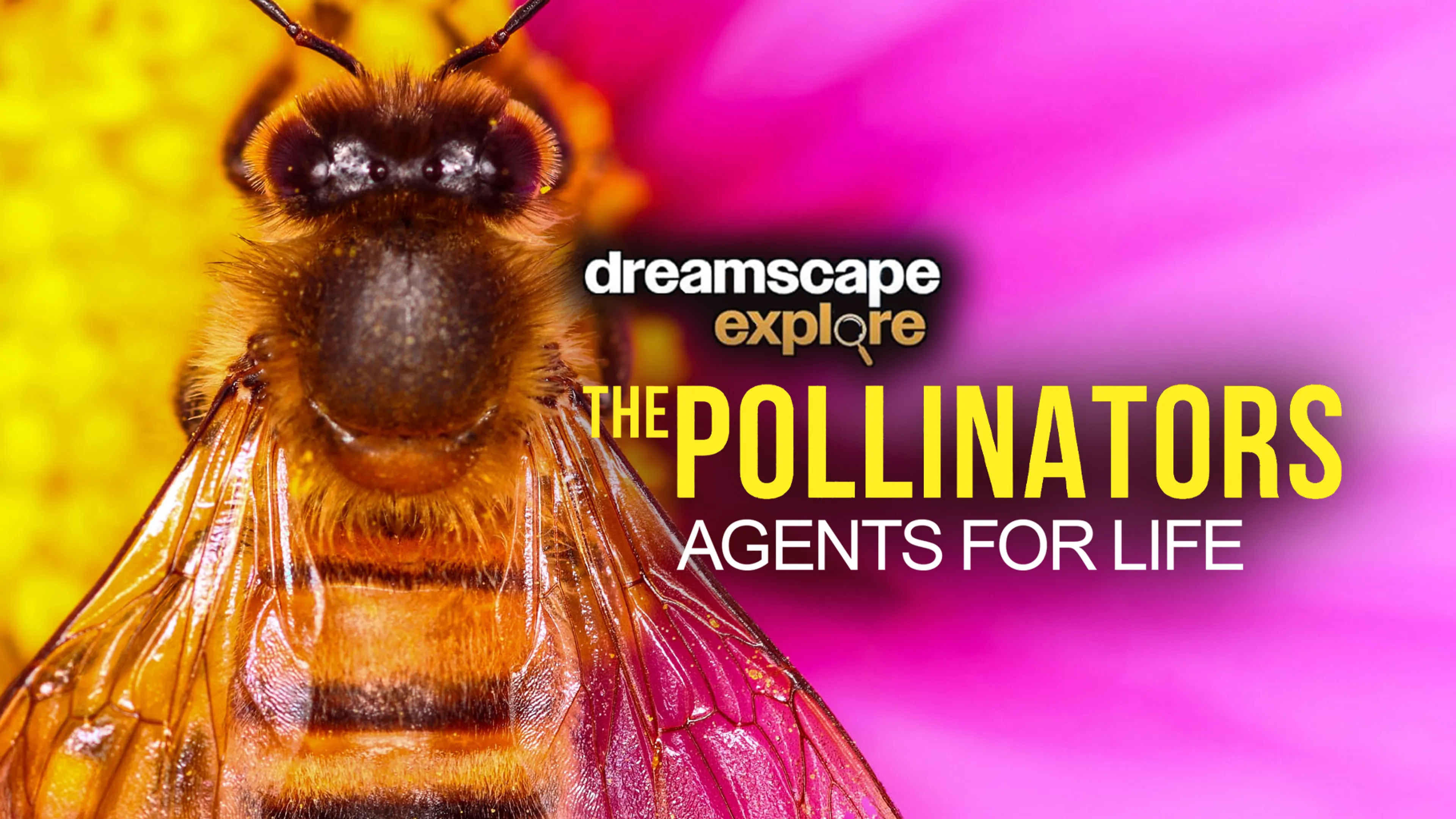 Dreamscape Explore: The Pollinators, Agents for Life poster